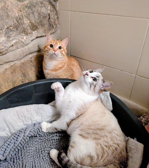 Spritz e Bailey  Foto 5